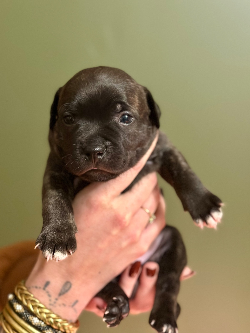 Brindle Farm - Chiots disponibles - Staffordshire Bull Terrier
