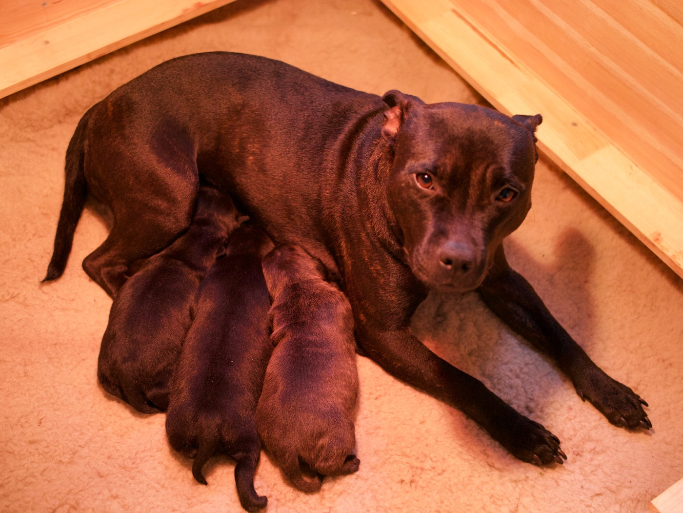 Brindle Farm - Staffordshire Bull Terrier - Portée née le 17/10/2025